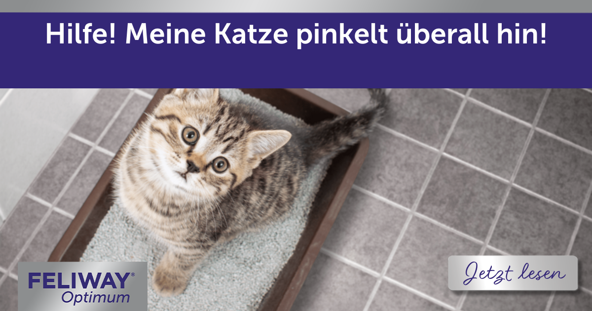 Katze Pinkelt Immer An Die Gleiche Stelle blog.feliway.com